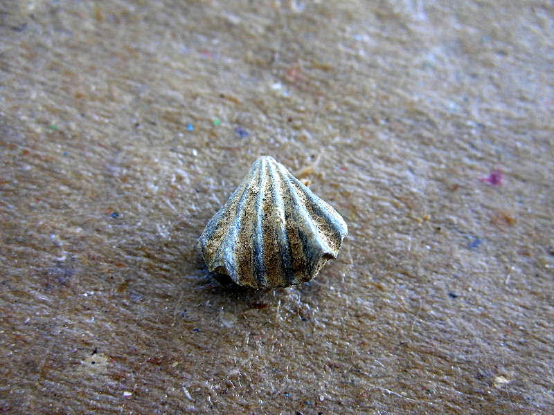 Fossili da determinare 1 (Rhynchonella?)